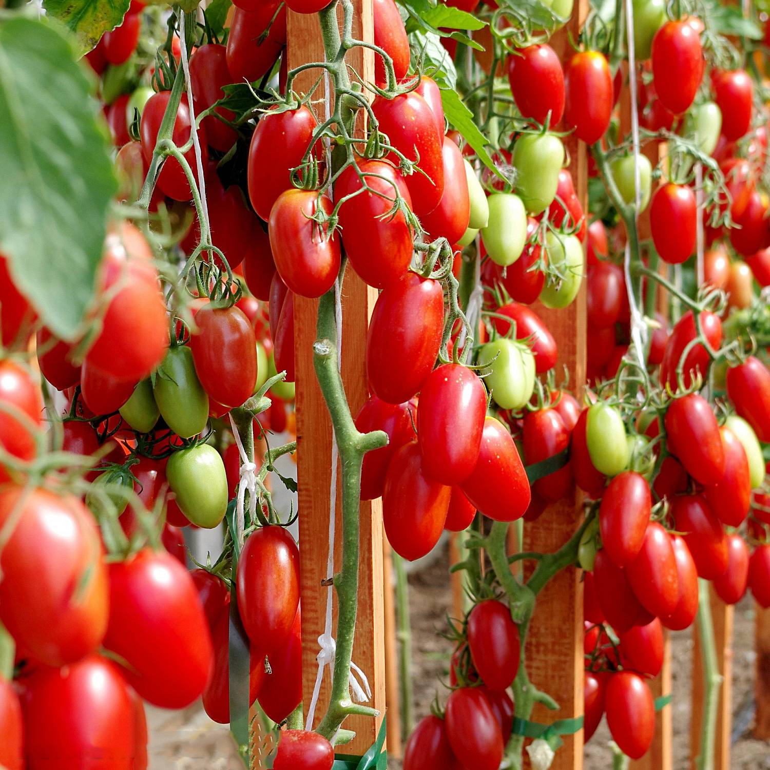 томат Джек Пот F1